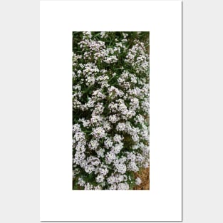 White Alyssum Posters and Art
